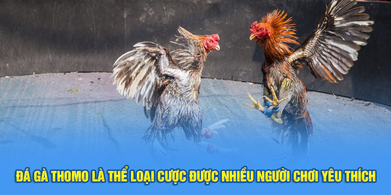 Đá gà Thomo là thể loại cược được nhiều người chơi yêu thích