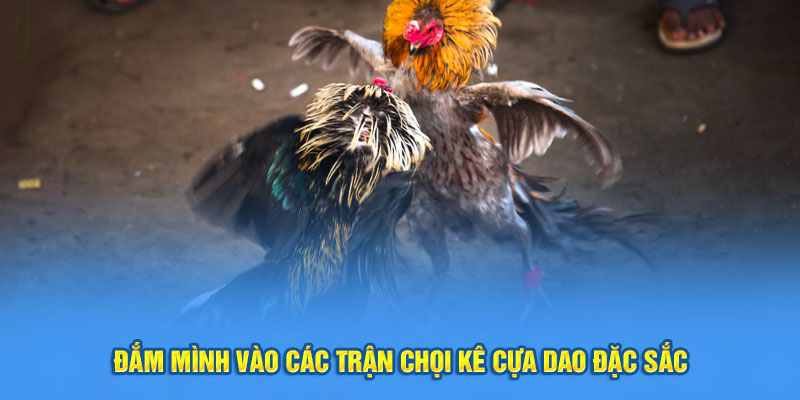 Đắm mình vào các trận chọi kê cựa dao đặc sắc