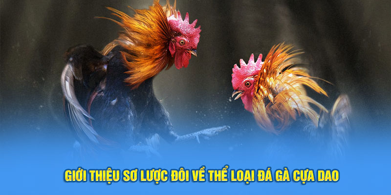 Giới thiệu sơ lược đôi về thể loại đá gà cựa dao