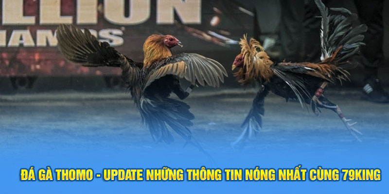 Đá Gà Thomo - Update Những Thông Tin Nóng Nhất Cùng 79King