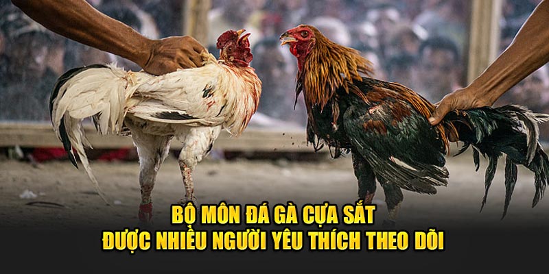 Bộ môn đá gà cựa sắt được nhiều người yêu thích theo dõi