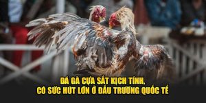 đá gà cựa sắt 79king