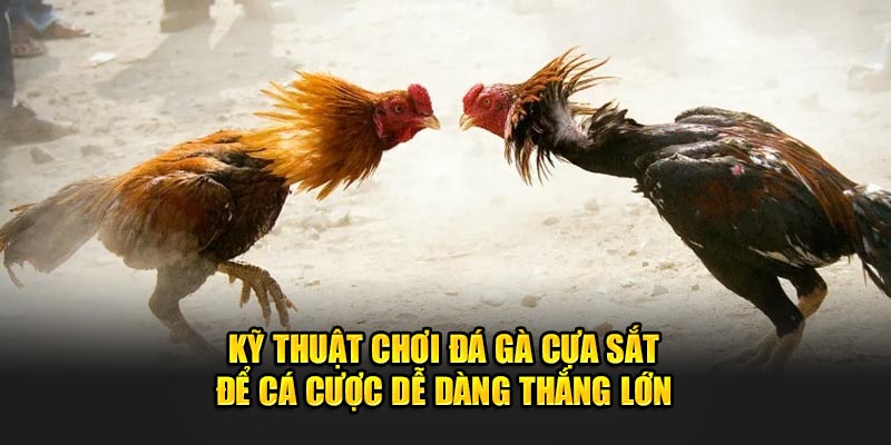 Kỹ thuật chơi đá gà cựa sắt để cá cược dễ dàng thắng lớn